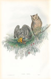 Illustration von Scops Zorca (Zwergohreule) von John Gould